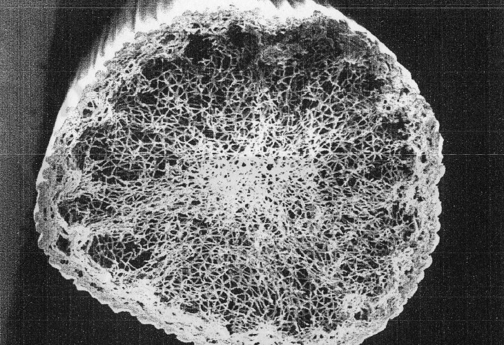 中国産井草　断面図