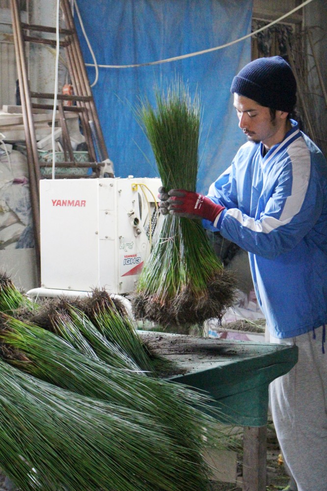 イ草農家の草野