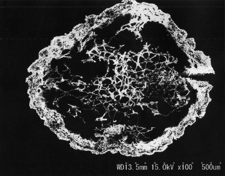 日本国産イ草の断面図