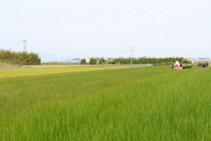 イ草農家の草野さん5